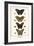 Butterflies-Albertus Seba-Framed Art Print