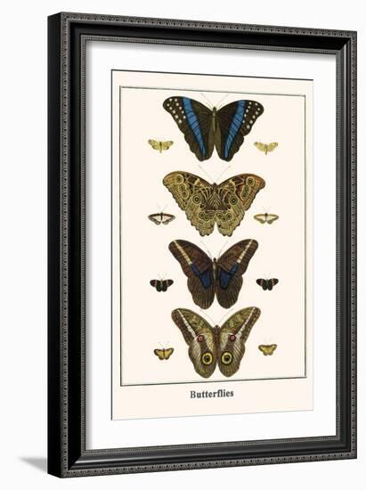 Butterflies-Albertus Seba-Framed Art Print