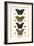 Butterflies-Albertus Seba-Framed Art Print