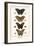 Butterflies-Albertus Seba-Framed Premium Giclee Print