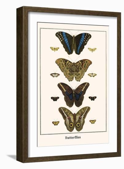 Butterflies-Albertus Seba-Framed Premium Giclee Print