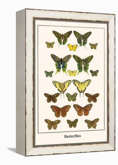 Butterflies-Albertus Seba-Framed Stretched Canvas