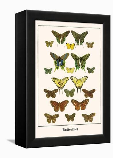 Butterflies-Albertus Seba-Framed Stretched Canvas