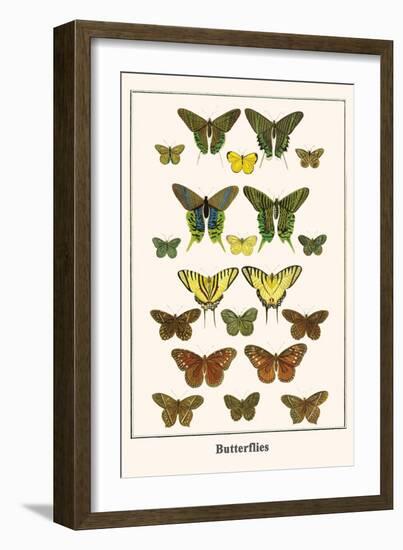 Butterflies-Albertus Seba-Framed Art Print