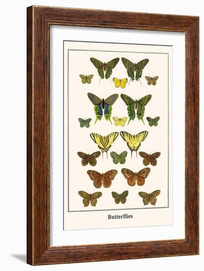 Butterflies-Albertus Seba-Framed Art Print