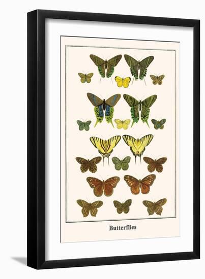 Butterflies-Albertus Seba-Framed Art Print