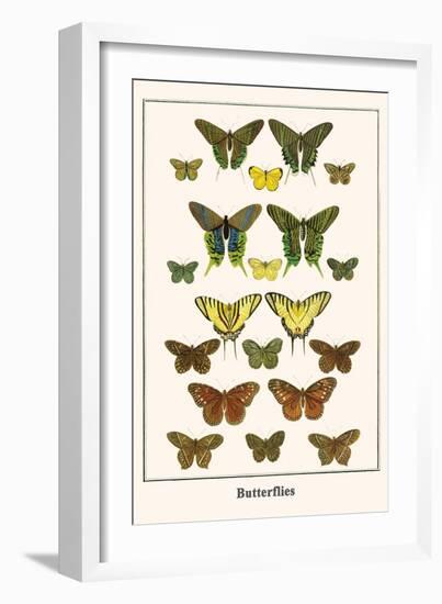 Butterflies-Albertus Seba-Framed Art Print