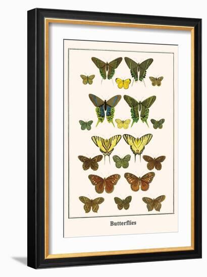 Butterflies-Albertus Seba-Framed Art Print