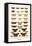 Butterflies-Albertus Seba-Framed Stretched Canvas