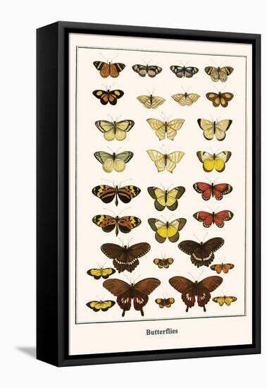 Butterflies-Albertus Seba-Framed Stretched Canvas