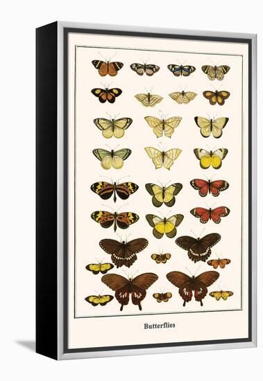 Butterflies-Albertus Seba-Framed Stretched Canvas