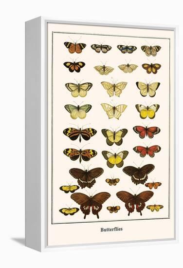 Butterflies-Albertus Seba-Framed Stretched Canvas