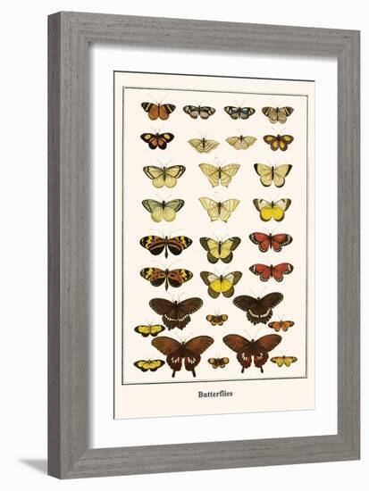 Butterflies-Albertus Seba-Framed Art Print