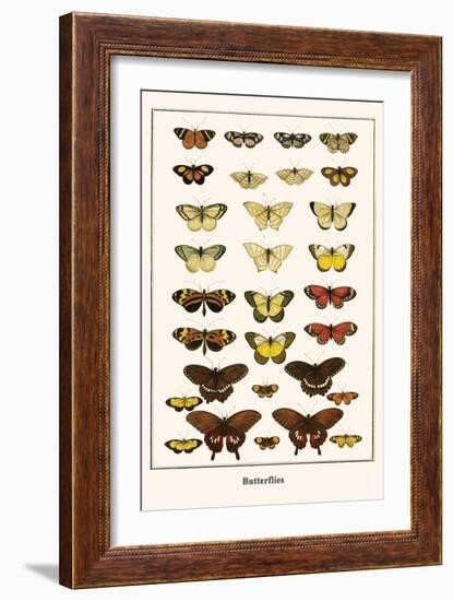 Butterflies-Albertus Seba-Framed Art Print