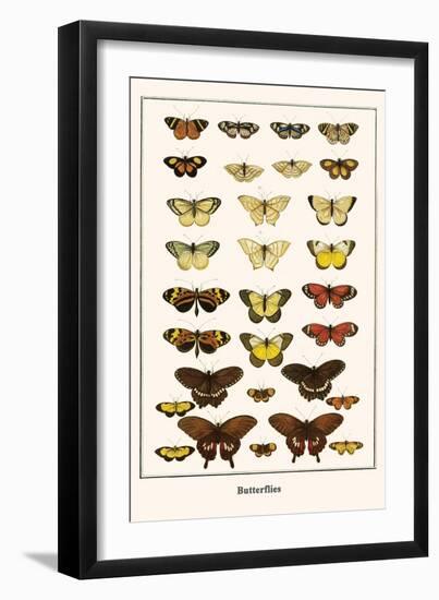 Butterflies-Albertus Seba-Framed Art Print