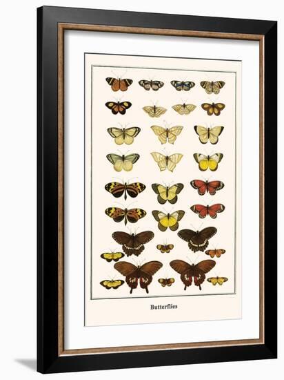 Butterflies-Albertus Seba-Framed Art Print