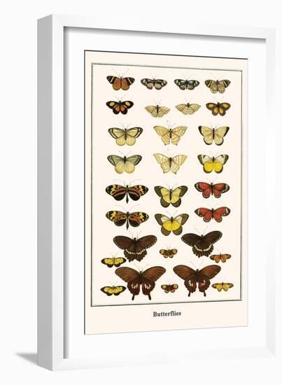 Butterflies-Albertus Seba-Framed Art Print