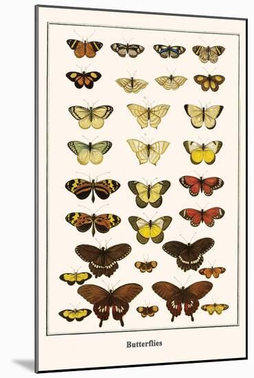 Butterflies-Albertus Seba-Mounted Art Print