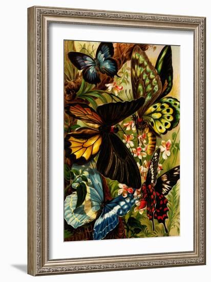 Butterflies-F.W. Kuhnert-Framed Art Print