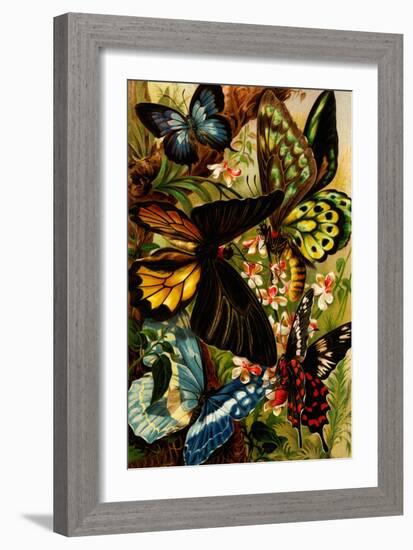 Butterflies-F.W. Kuhnert-Framed Art Print