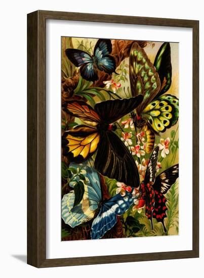 Butterflies-F.W. Kuhnert-Framed Art Print