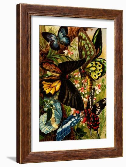 Butterflies-F.W. Kuhnert-Framed Art Print
