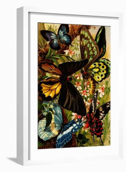 Butterflies-F.W. Kuhnert-Framed Art Print