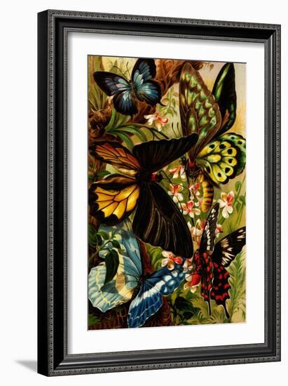 Butterflies-F.W. Kuhnert-Framed Art Print