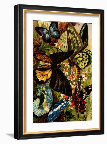 Butterflies-F.W. Kuhnert-Framed Art Print