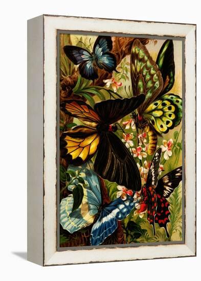 Butterflies-F.W. Kuhnert-Framed Stretched Canvas