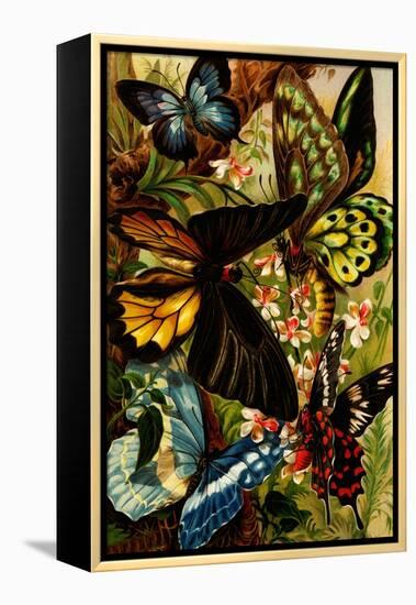 Butterflies-F.W. Kuhnert-Framed Stretched Canvas