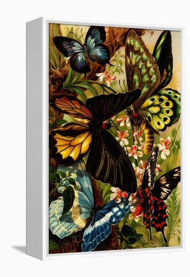 Butterflies-F.W. Kuhnert-Framed Stretched Canvas