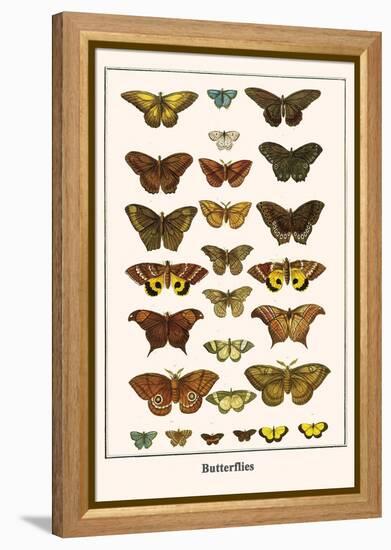 Butterflies-Albertus Seba-Framed Stretched Canvas