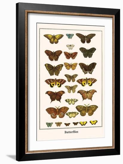 Butterflies-Albertus Seba-Framed Art Print