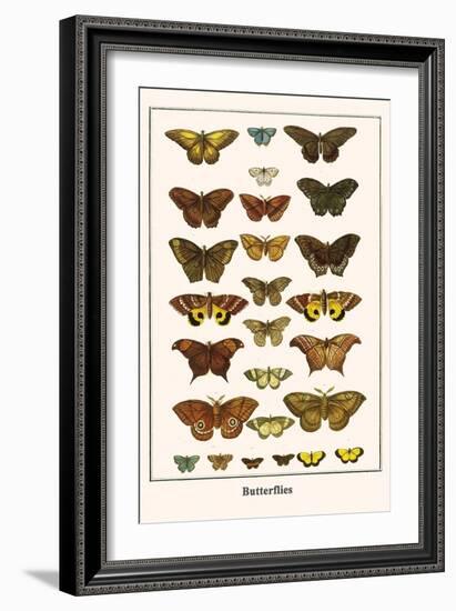 Butterflies-Albertus Seba-Framed Art Print