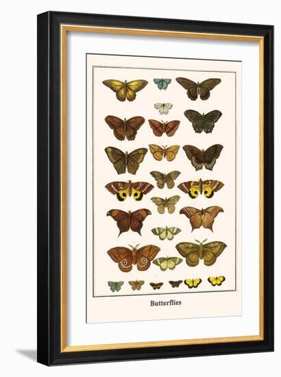 Butterflies-Albertus Seba-Framed Art Print