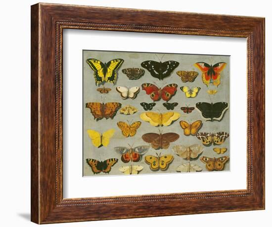 Butterflies-null-Framed Giclee Print