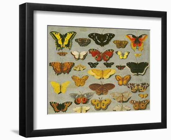 Butterflies-null-Framed Giclee Print