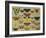 Butterflies-null-Framed Giclee Print