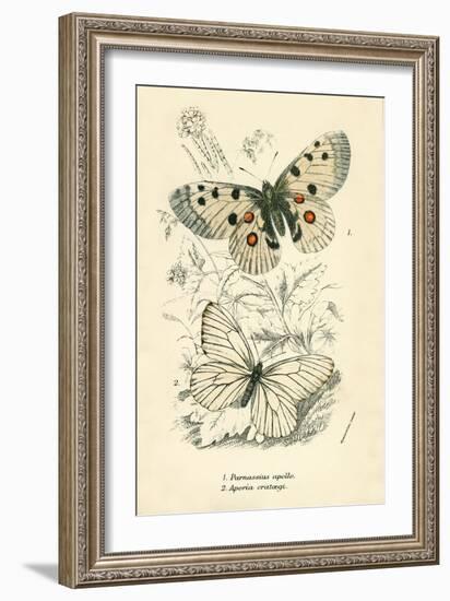 Butterflies-English School-Framed Giclee Print