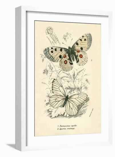 Butterflies-English School-Framed Giclee Print