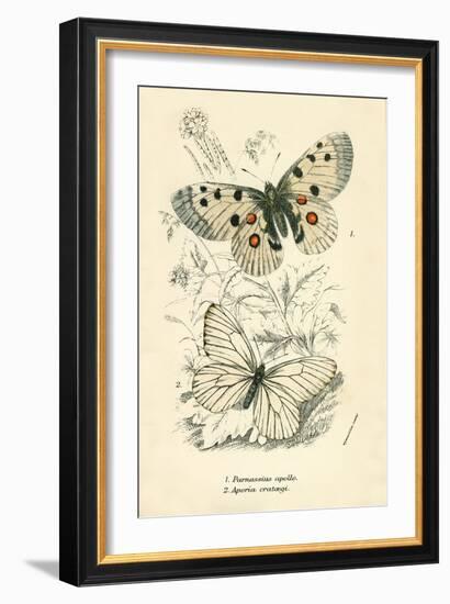 Butterflies-English School-Framed Giclee Print