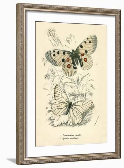 Butterflies-English School-Framed Giclee Print