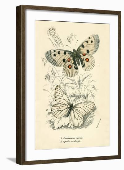 Butterflies-English School-Framed Giclee Print