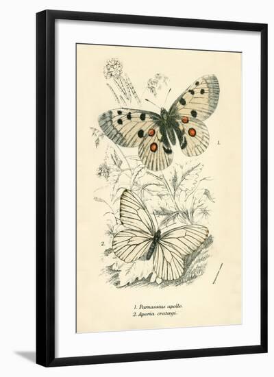 Butterflies-English School-Framed Giclee Print