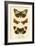 Butterflies-English School-Framed Giclee Print