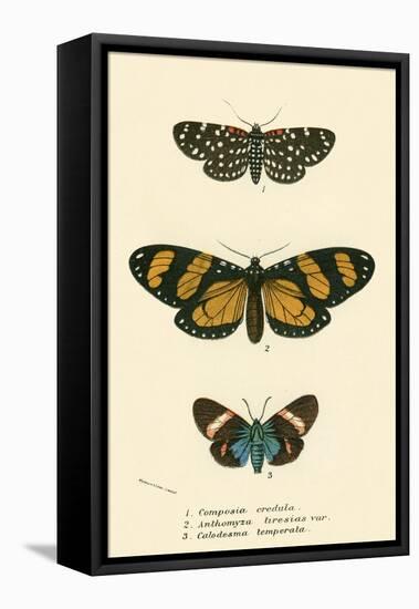 Butterflies-English School-Framed Premier Image Canvas