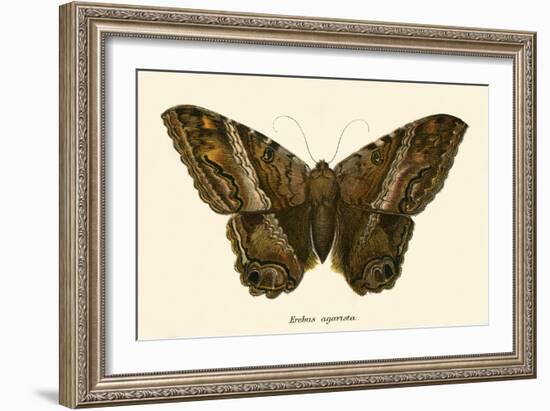 Butterflies-English School-Framed Giclee Print