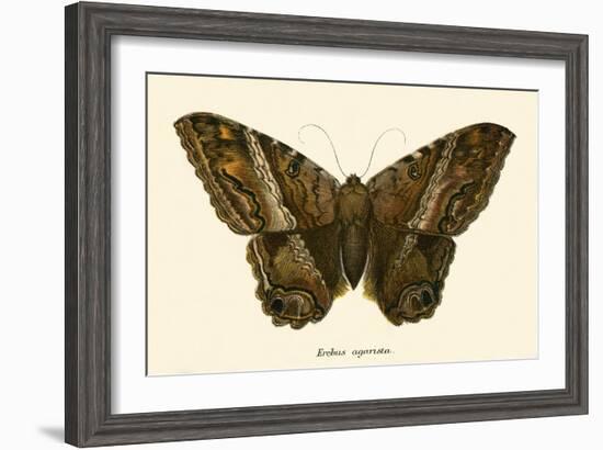 Butterflies-English School-Framed Giclee Print