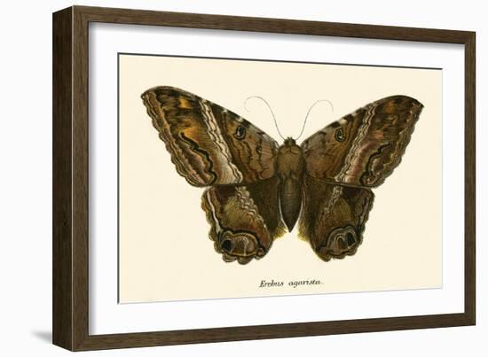 Butterflies-English School-Framed Giclee Print